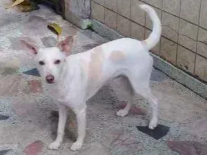Cachorro raça srd idade 2 a 6 meses nome Toby