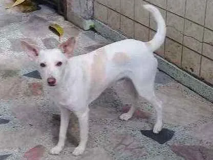 Cachorro ra a srd idade 2 a 6 meses nome Toby