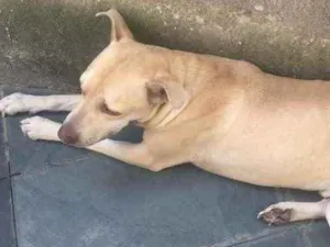 Cachorro raça Mestiço com pitbull  idade 4 anos nome Sadan 