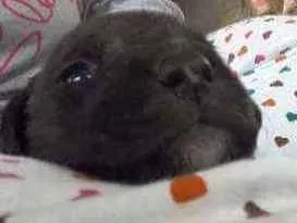 Cachorro raça vira lata  idade Abaixo de 2 meses nome a sua escolha 