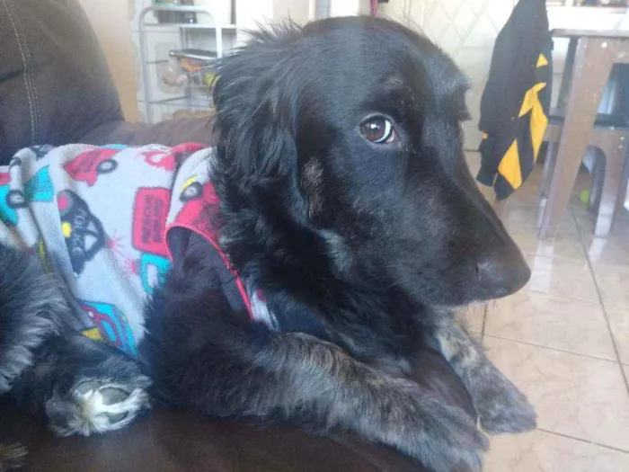 Cachorro ra a Mestiço idade 3 anos nome Darvym