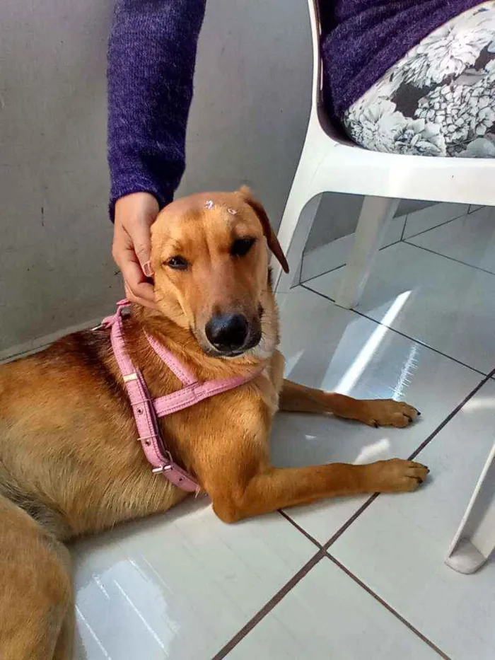 Cachorro ra a Sem raça definida idade 7 a 11 meses nome Wendy