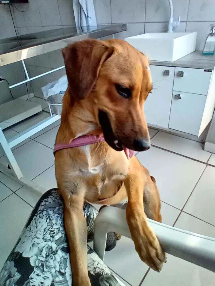 Cachorro ra a Sem raça definida idade 7 a 11 meses nome Wendy