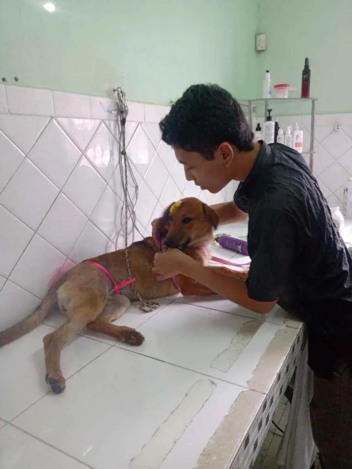 Cachorro ra a Sem raça definida idade 7 a 11 meses nome Wendy