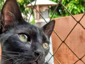 Gato raça SRD idade 2 a 6 meses nome Banguela