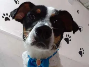 Cachorro raça srd idade 2 anos nome Pity