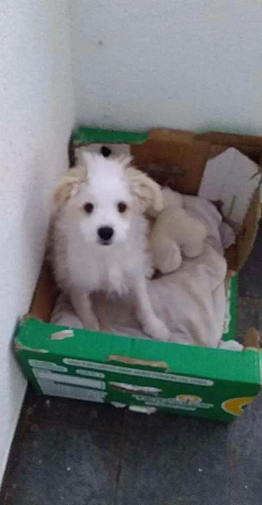 Cachorro ra a Mestiça Poodle idade 2 a 6 meses nome Gaia