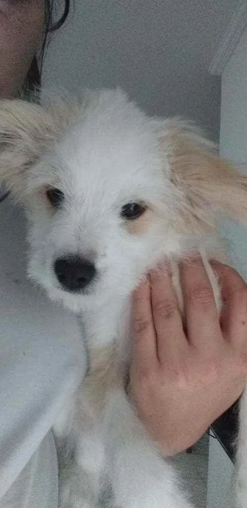 Cachorro ra a Mestiça Poodle idade 2 a 6 meses nome Gaia