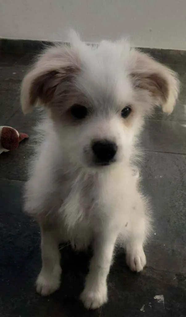 Cachorro ra a Mestiça Poodle idade 2 a 6 meses nome Gaia