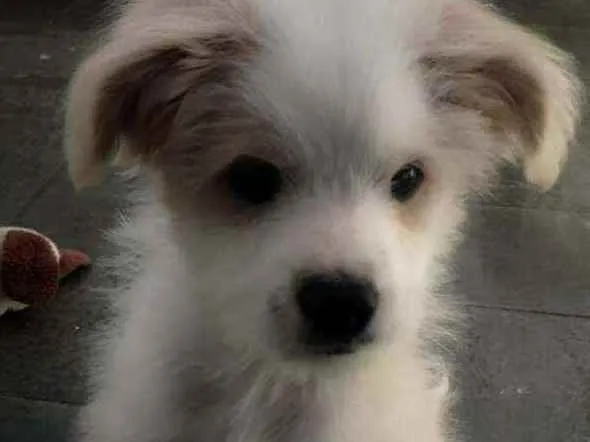Cachorro ra a Mestiça Poodle idade 2 a 6 meses nome Gaia