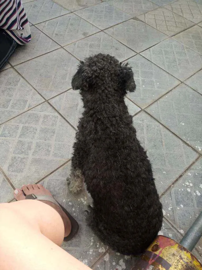 Cachorro ra a Poddle idade 6 ou mais anos nome Sem nome..