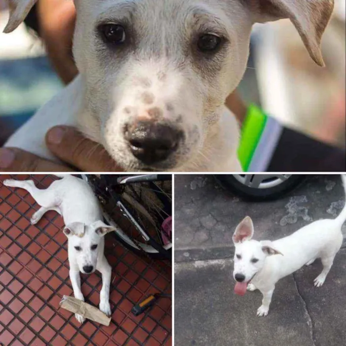 Cachorro ra a Srd idade 1 ano nome Pipoca