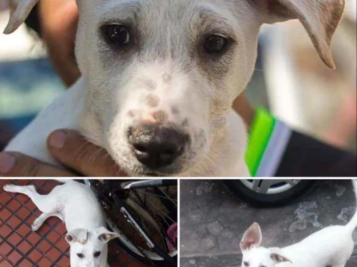 Cachorro ra a Srd idade 1 ano nome Pipoca