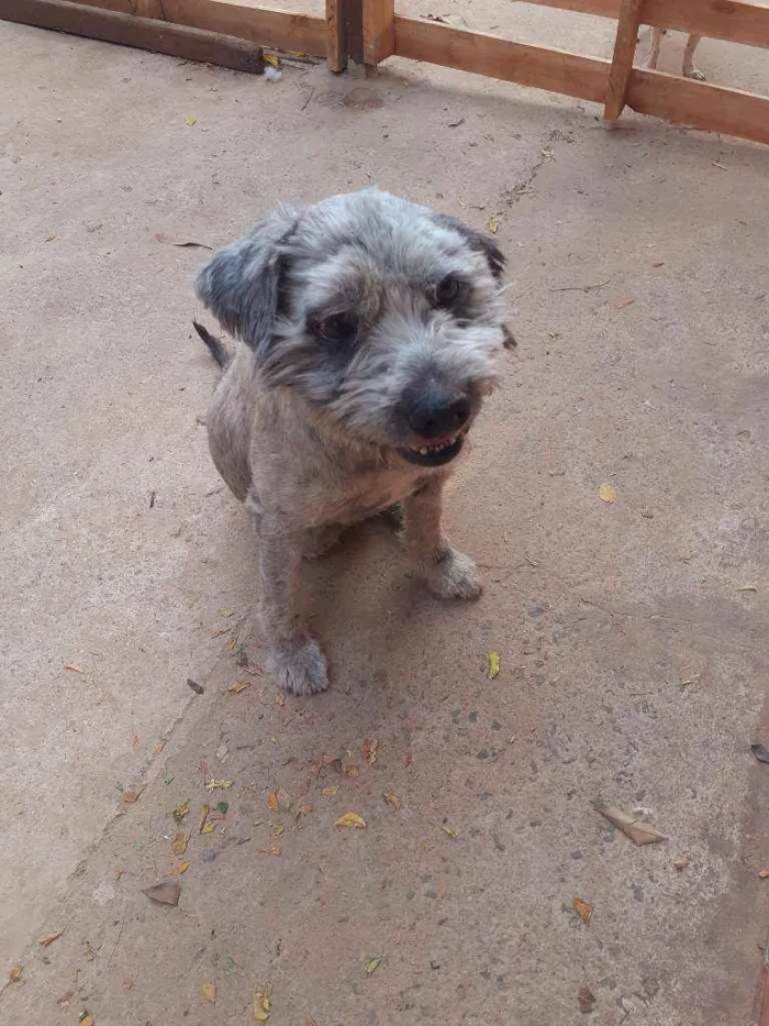 Cachorro ra a Srd idade 2 anos nome Tonico 