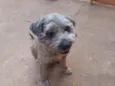 Tonico 