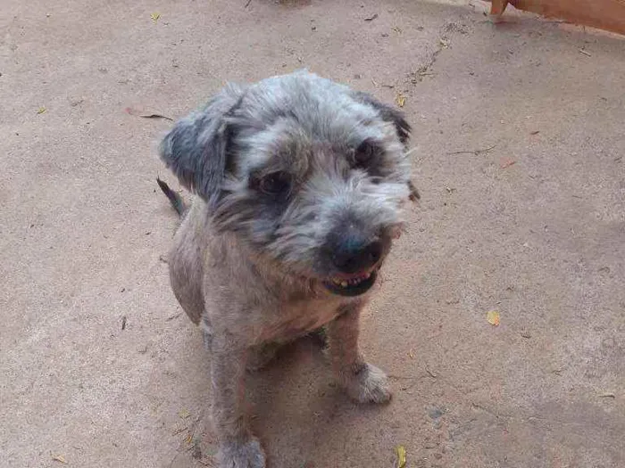 Cachorro ra a Srd idade 2 anos nome Tonico 