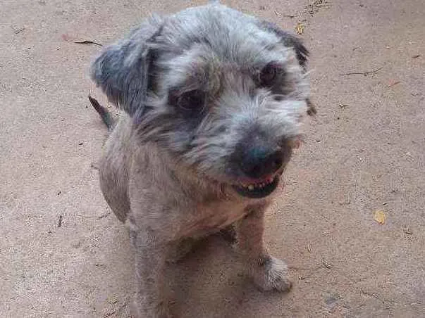 Cachorro ra a Srd idade 2 anos nome Tonico 