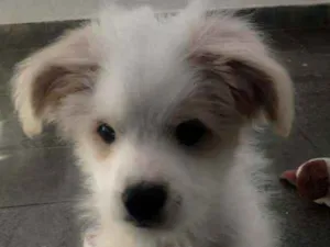 Cachorro raça Mestiça Poodle idade 2 a 6 meses nome Gaia