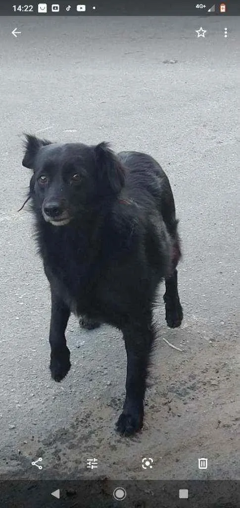 Cachorro ra a SRD idade 2 anos nome Michele
