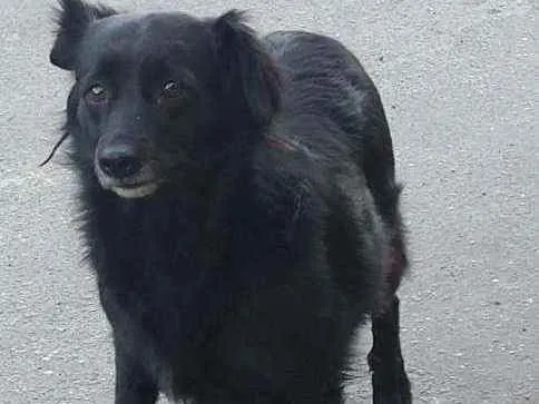 Cachorro ra a SRD idade 2 anos nome Michele