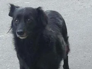 Cachorro raça SRD idade 2 anos nome Michele
