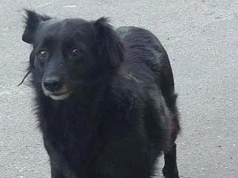 Cachorro ra a SRD idade 2 anos nome Michele
