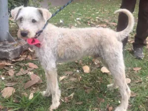 Cachorro raça SRD idade 1 ano nome Bob