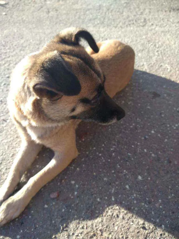 Cachorro ra a SRD idade 2 anos nome Mel