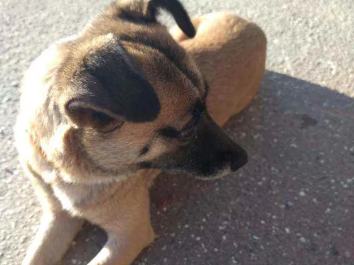 Cachorro ra a SRD idade 2 anos nome Mel