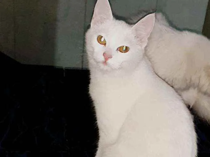 Gato ra a SRD idade 7 a 11 meses nome Sem nome 