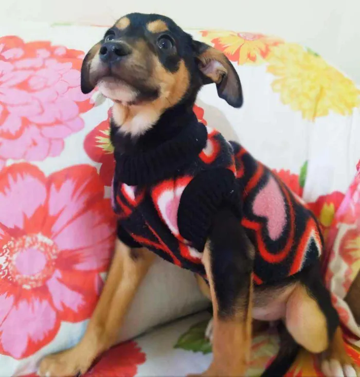 Cachorro ra a Srd idade 2 a 6 meses nome Clara