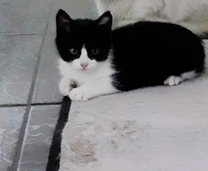 Gato ra a SRD idade 2 a 6 meses nome Sem nome