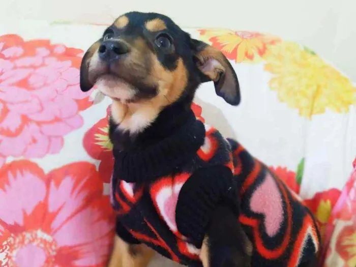 Cachorro ra a Srd idade 2 a 6 meses nome Clara
