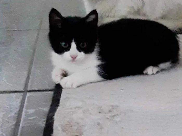 Gato ra a SRD idade 2 a 6 meses nome Sem nome