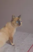Bocó e filhos