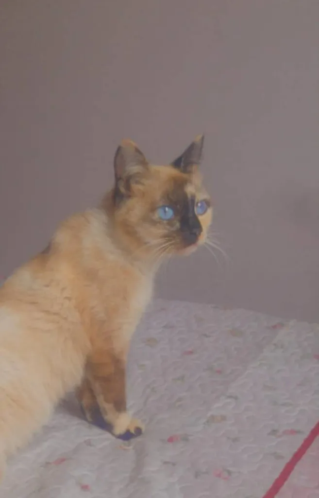 Gato ra a SRD idade  nome Bocó e filhos