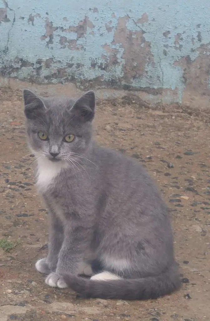 Gato ra a SRD idade  nome Bocó e filhos