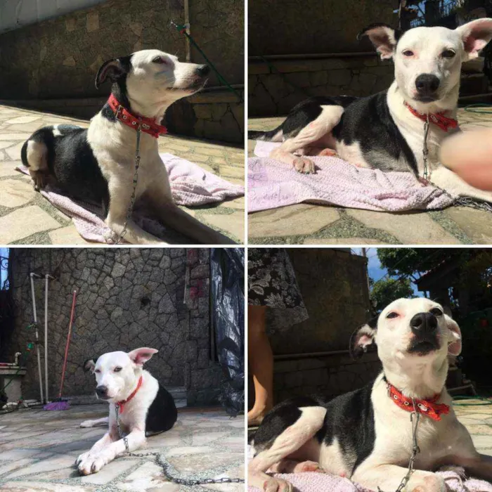 Cachorro ra a Srdpr idade 4 anos nome Margot