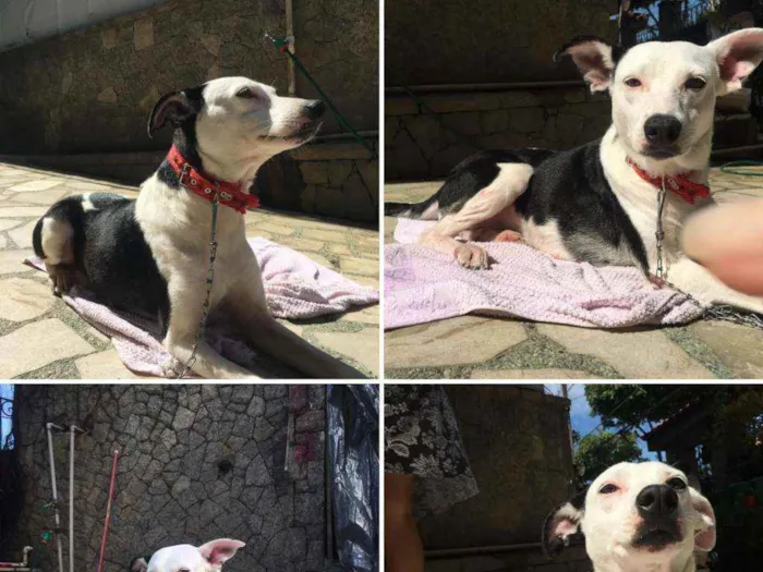 Cachorro ra a Srdpr idade 4 anos nome Margot