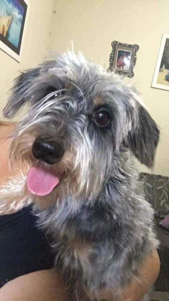 Cachorro raça Daschunds pelo duro e misturad idade 4 anos nome Lunna