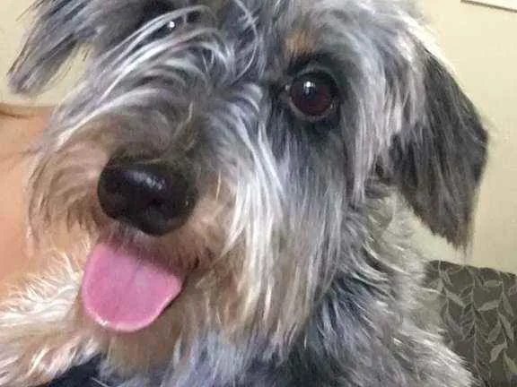 Cachorro raça Daschunds pelo duro e misturad idade 4 anos nome Lunna