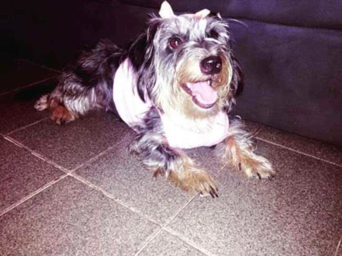 Cachorro raça Daschunds pelo duro e misturad idade 4 anos nome Lunna