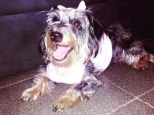 Cachorro raça Daschunds pelo duro e misturad idade 4 anos nome Lunna