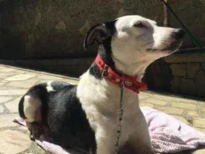 Cachorro raça Srdpr idade 4 anos nome Margot