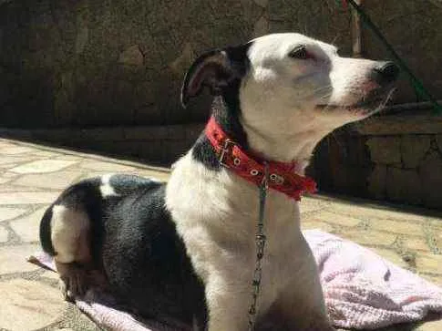 Cachorro ra a Srdpr idade 4 anos nome Margot
