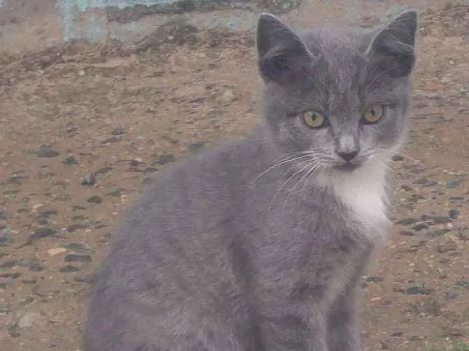 Gato ra a SRD idade  nome Bocó e filhos