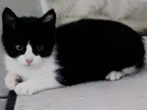 Gato raça SRD idade 2 a 6 meses nome Sem nome