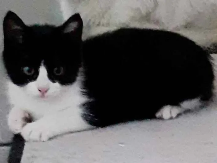 Gato ra a SRD idade 2 a 6 meses nome Sem nome