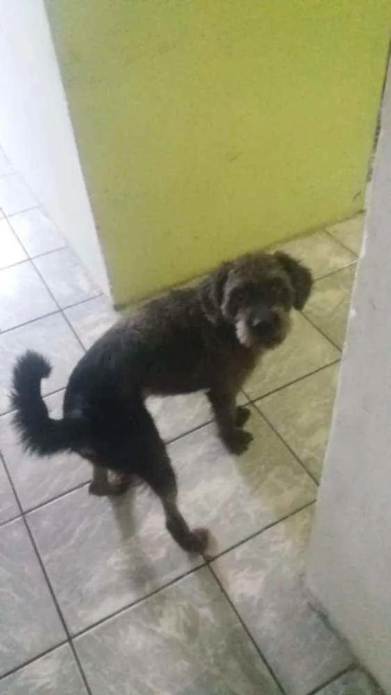 Cachorro ra a Poodle  idade 2 anos nome Mailon