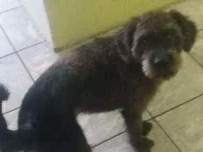 Cachorro ra a Poodle  idade 2 anos nome Mailon